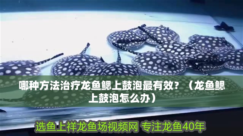 哪種方法治療龍魚鰓上鼓泡最有效？（龍魚鰓上鼓泡怎么辦）