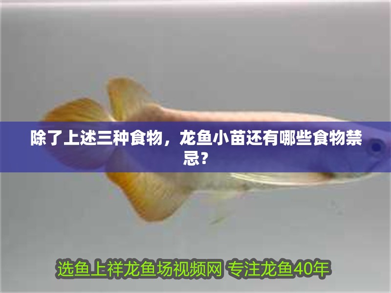 除了上述三種食物，龍魚小苗還有哪些食物禁忌？ 除了上述三種食物，龍魚小苗還有哪些食物禁忌？ 龍魚百科