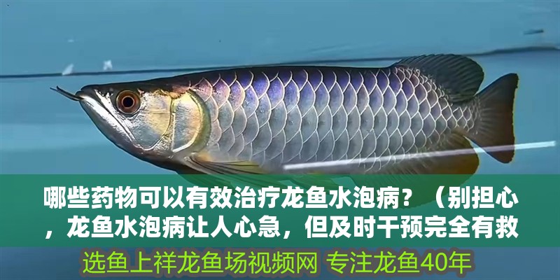 哪些藥物可以有效治療龍魚水泡病？（別擔心，龍魚水泡病讓人心急，但及時干預完全有救） 哪些藥物可以有效治療龍魚水泡病？（別擔心，龍魚水泡病讓人心急，但及時干預完全有救） 龍魚百科 第3張