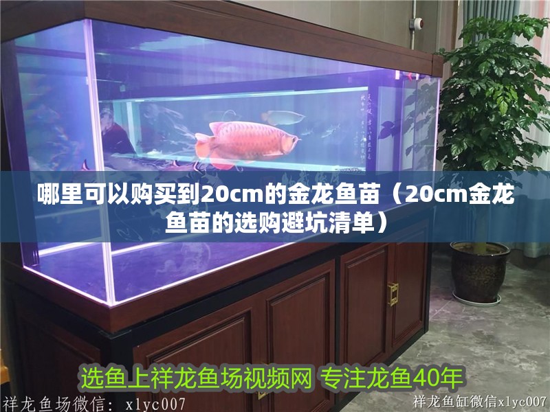哪里可以購買到20cm的金龍魚苗（20cm金龍魚苗的選購避坑清單）