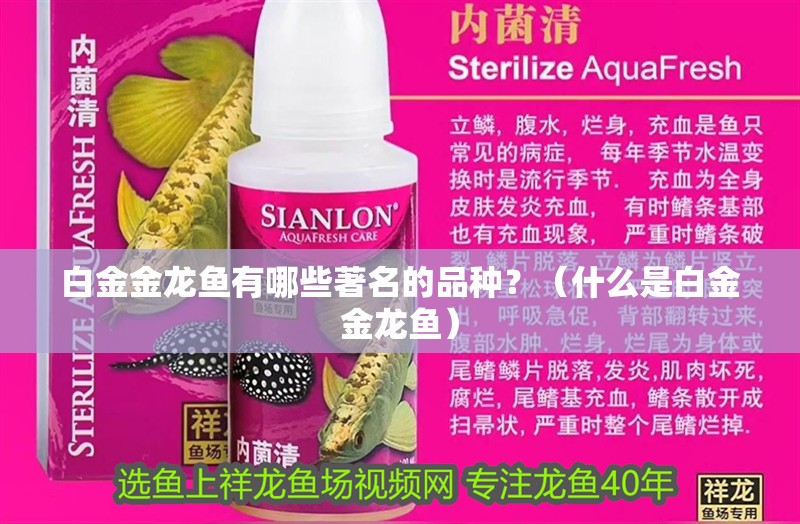 白金金龍魚有哪些著名的品種?(什么是白金金龍魚) 龍魚百科 第7張 白金金龍魚有哪些著名的品種?(什么是白金金龍魚) 白金金龍魚有哪些著名的品種?(什么是白金金龍魚) 龍魚百科 第7張