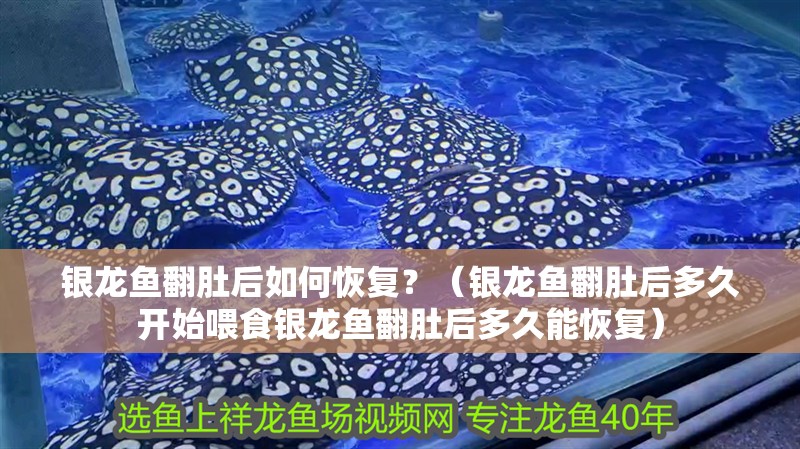 銀龍魚翻肚后如何恢復？（銀龍魚翻肚后多久開始喂食銀龍魚翻肚后多久能恢復）