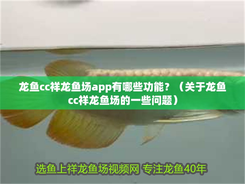 龍魚cc祥龍魚場app有哪些功能？（關于龍魚cc祥龍魚場的一些問題）