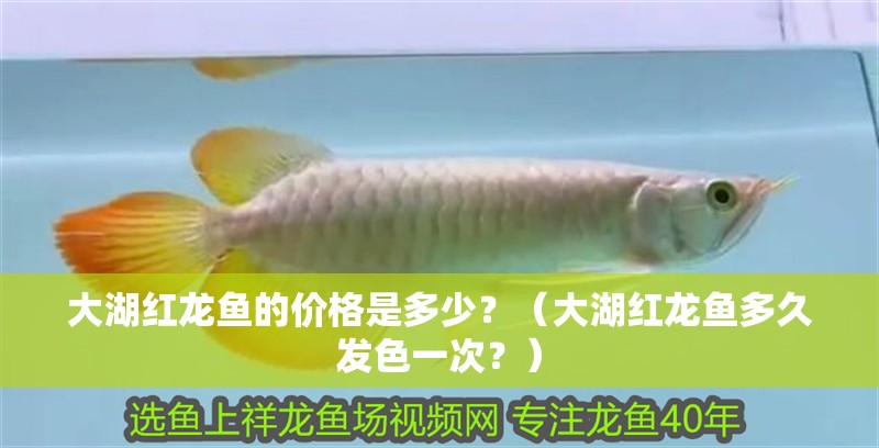 大湖紅龍魚的價格是多少？（大湖紅龍魚多久發色一次？）