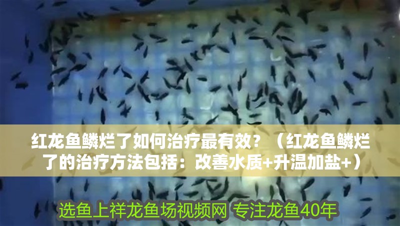 紅龍魚鱗爛了如何治療最有效？（紅龍魚鱗爛了的治療方法包括：改善水質+升溫加鹽+）