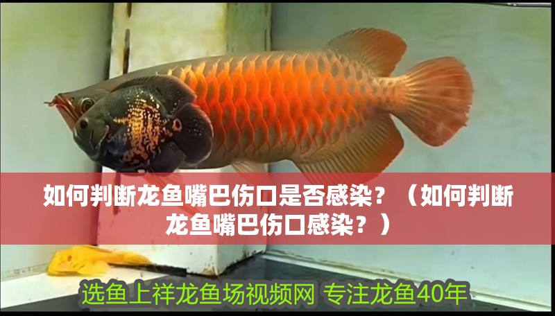 如何判斷龍魚嘴巴傷口是否感染？（如何判斷龍魚嘴巴傷口感染？）