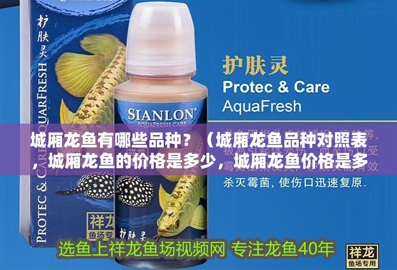 城廂龍魚有哪些品種？（城廂龍魚品種對(duì)照表，城廂龍魚的價(jià)格是多少，城廂龍魚價(jià)格是多少）