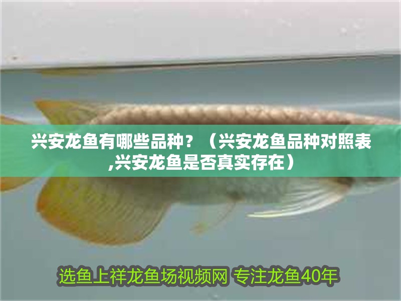 興安龍魚有哪些品種？（興安龍魚品種對照表,興安龍魚是否真實存在）