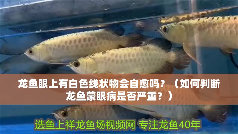 龍魚眼上有白色線狀物會自愈嗎？（如何判斷龍魚蒙眼病是否嚴重？）