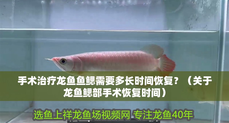 手術(shù)治療龍魚魚鰓需要多長時(shí)間恢復(fù)？（關(guān)于龍魚鰓部手術(shù)恢復(fù)時(shí)間）
