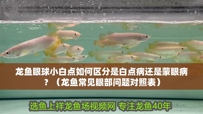 龍魚眼球小白點如何區分是白點病還是蒙眼??？（龍魚常見眼部問題對照表）