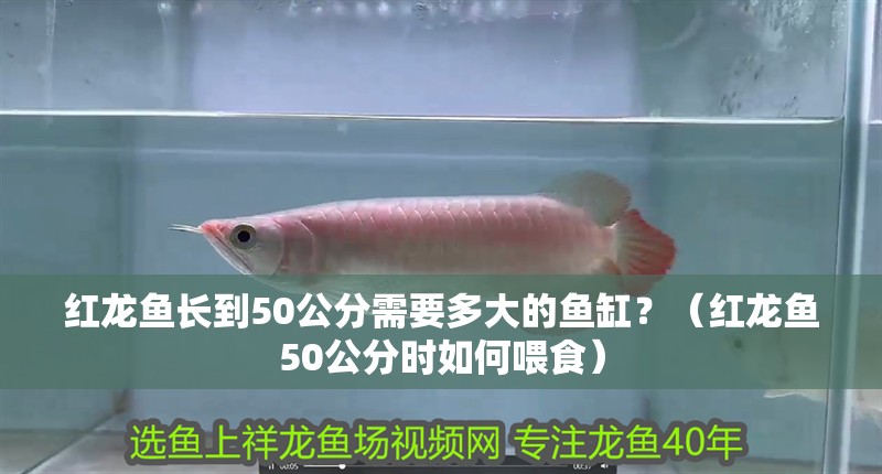 紅龍魚長到50公分需要多大的魚缸？（紅龍魚50公分時如何喂食）