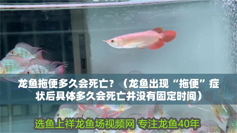 龍魚拖便多久會(huì)死亡？（龍魚出現(xiàn)“拖便”癥狀后具體多久會(huì)死亡并沒有固定時(shí)間）