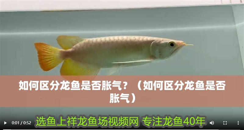 如何區分龍魚是否脹氣？（如何區分龍魚是否脹氣）