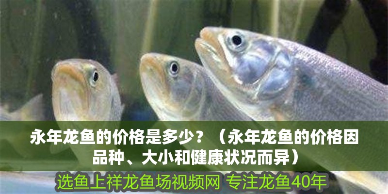 永年龍魚的價格是多少？（永年龍魚的價格因品種、大小和健康狀況而異）