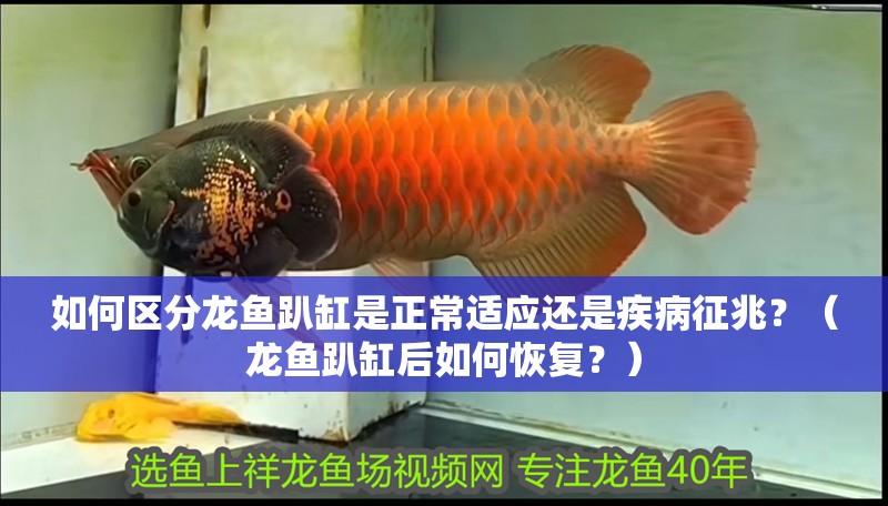 如何區分龍魚趴缸是正常適應還是疾病征兆？（龍魚趴缸后如何恢復？）