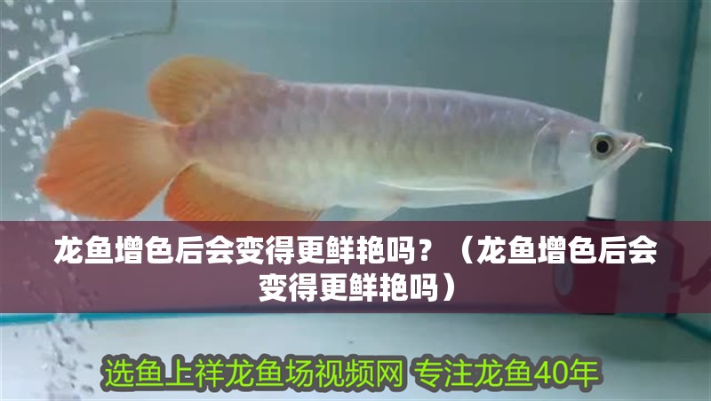 龍魚增色后會變得更鮮艷嗎？（龍魚增色后會變得更鮮艷嗎） 龍魚增色后會變得更鮮艷嗎？（龍魚增色后會變得更鮮艷嗎） 龍魚百科 第3張