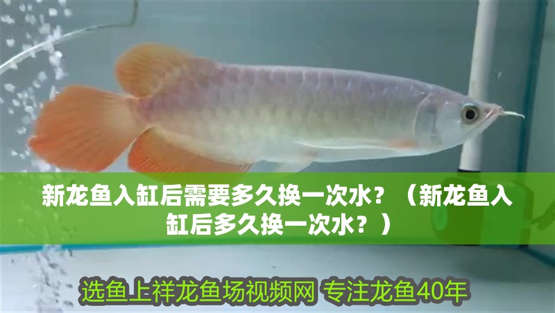新龍魚入缸后需要多久換一次水？（新龍魚入缸后多久換一次水？）
