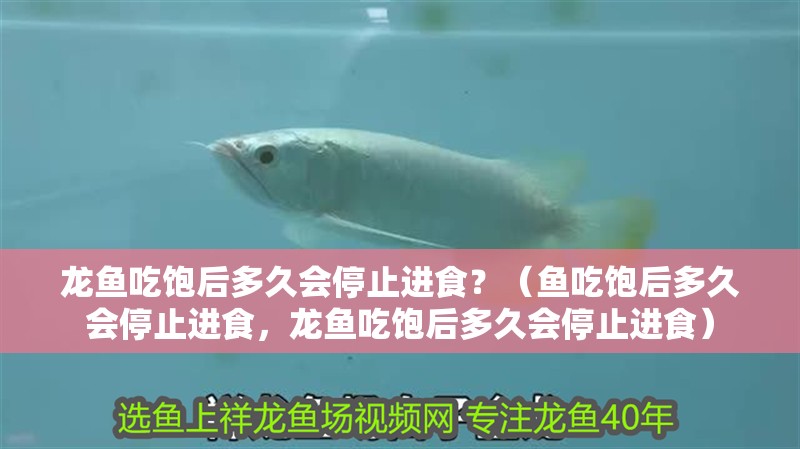 龍魚吃飽后多久會停止進食？（魚吃飽后多久會停止進食，龍魚吃飽后多久會停止進食）