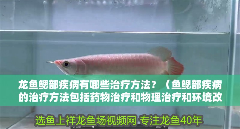 龍魚鰓部疾病有哪些治療方法？（魚鰓部疾病的治療方法包括藥物治療和物理治療和環境改善）