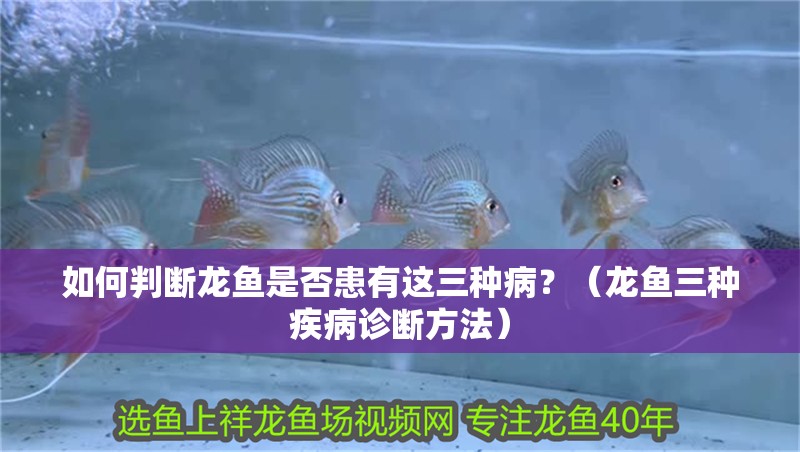 如何判斷龍魚是否患有這三種病？（龍魚三種疾病診斷方法）