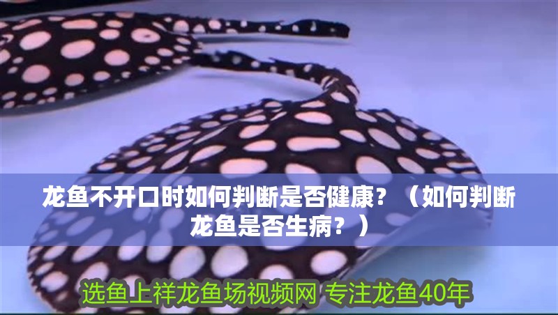 龍魚不開口時如何判斷是否健康？（如何判斷龍魚是否生病？）