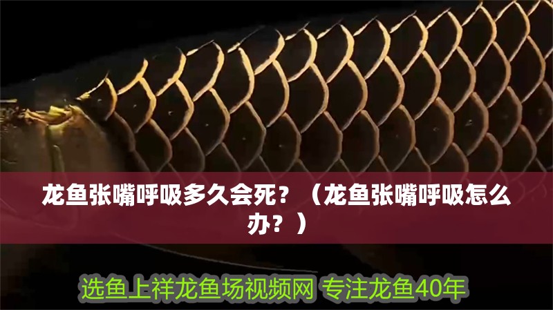 龍魚張嘴呼吸多久會(huì)死？（龍魚張嘴呼吸怎么辦？）