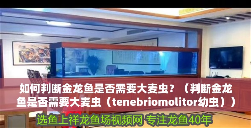 如何判斷金龍魚是否需要大麥蟲？（判斷金龍魚是否需要大麥蟲（tenebriomolitor幼蟲））