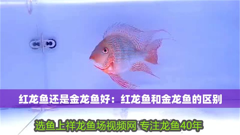 紅龍魚還是金龍魚好：紅龍魚和金龍魚的區別