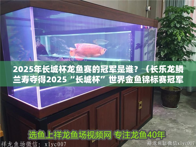 2025年長城杯龍魚賽的冠軍是誰？（長樂龍鱗蘭壽奪得2025“長城杯”世界金魚錦標賽冠軍）