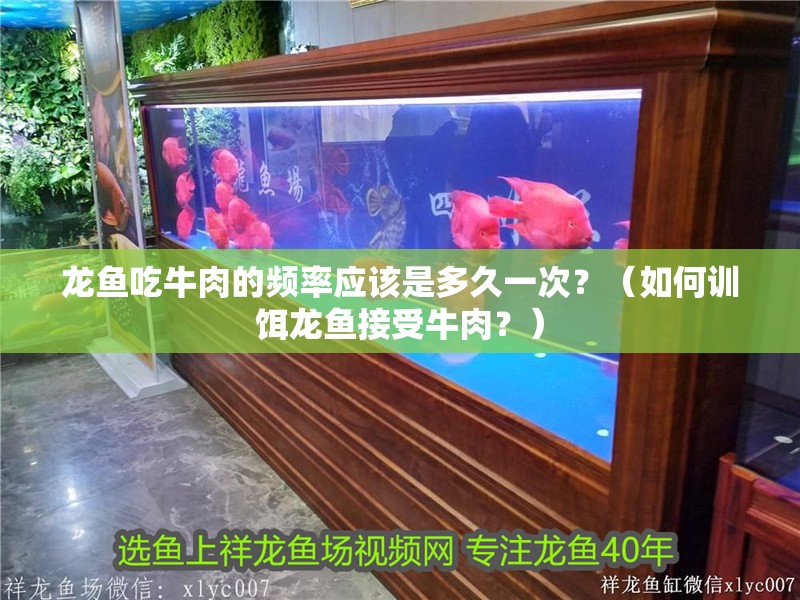 龍魚吃牛肉的頻率應該是多久一次？（如何訓餌龍魚接受牛肉？）