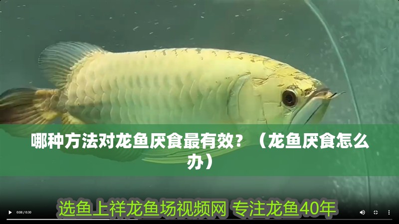 哪種方法對(duì)龍魚(yú)厭食最有效？（龍魚(yú)厭食怎么辦）