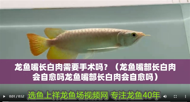 龍魚嘴長白肉需要手術嗎？（龍魚嘴部長白肉會自愈嗎龍魚嘴部長白肉會自愈嗎）