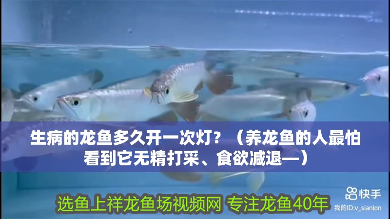 生病的龍魚多久開一次燈？（養龍魚的人最怕看到它無精打采、食欲減退—）