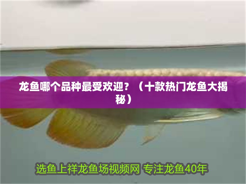 龍魚哪個品種最受歡迎？（十款熱門龍魚大揭秘）