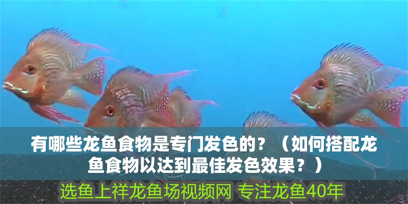 有哪些龍魚食物是專門發色的？（如何搭配龍魚食物以達到最佳發色效果？）