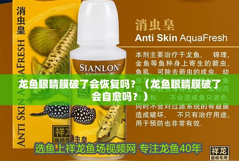 龍魚眼睛膜破了會恢復嗎？（龍魚眼睛膜破了會自愈嗎？）