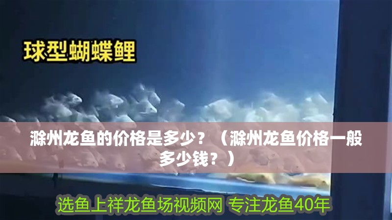 滁州龍魚的價格是多少？（滁州龍魚價格一般多少錢？）