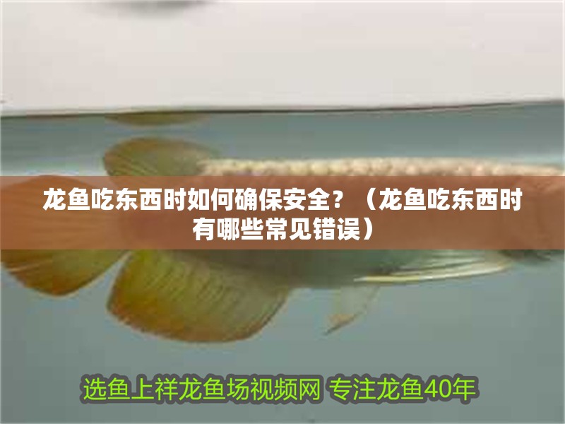 龍魚吃東西時如何確保安全？（龍魚吃東西時有哪些常見錯誤）