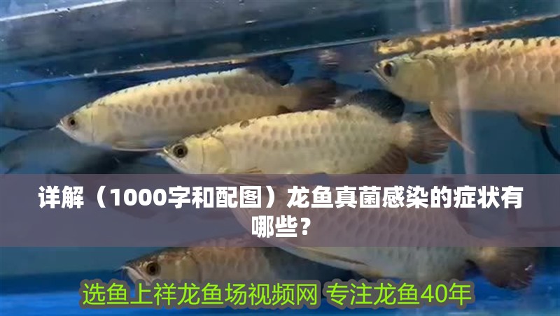 詳解（1000字和配圖）龍魚真菌感染的癥狀有哪些？