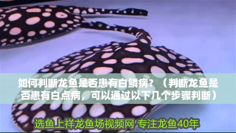 如何判斷龍魚是否患有白鱗病？（判斷龍魚是否患有白點(diǎn)病，可以通過以下幾個(gè)步驟判斷）