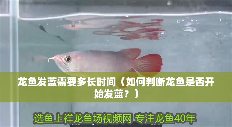 龍魚發藍需要多長時間（如何判斷龍魚是否開始發藍？） 龍魚發藍需要多長時間（如何判斷龍魚是否開始發藍？） 龍魚百科 第3張