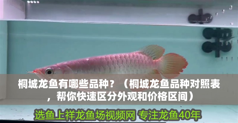 桐城龍魚有哪些品種？（桐城龍魚品種對照表，幫你快速區分外觀和價格區間）