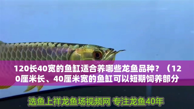 120長(zhǎng)40寬的魚(yú)缸適合養(yǎng)哪些龍魚(yú)品種？（120厘米長(zhǎng)、40厘米寬的魚(yú)缸可以短期飼養(yǎng)部分小型龍魚(yú)）