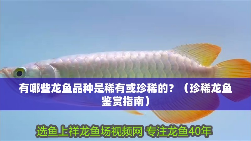 有哪些龍魚品種是稀有或珍稀的？（珍稀龍魚鑒賞指南）