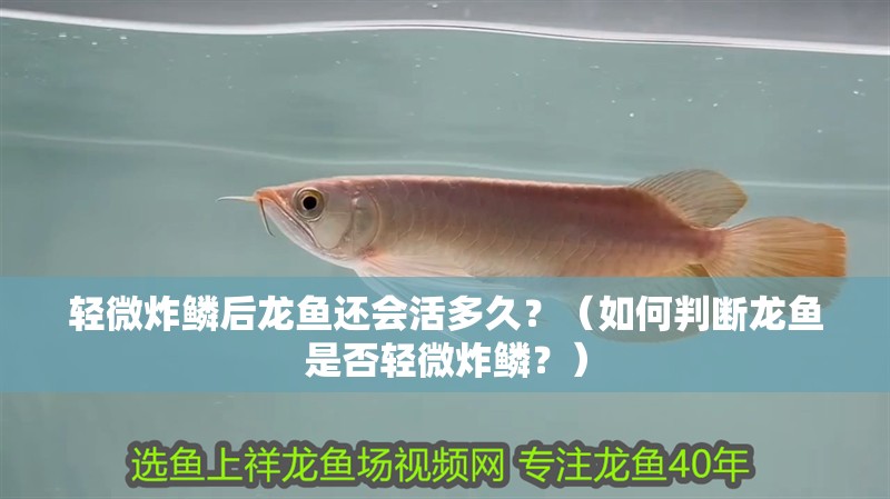 輕微炸鱗后龍魚還會活多久？（如何判斷龍魚是否輕微炸鱗？）