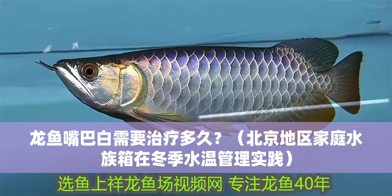 龍魚嘴巴白需要治療多久？（北京地區家庭水族箱在冬季水溫管理實踐）