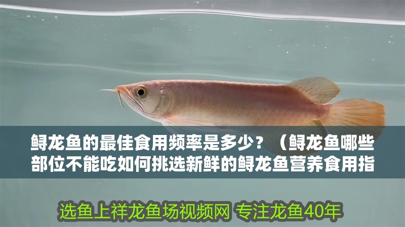 鱘龍魚的最佳食用頻率是多少？（鱘龍魚哪些部位不能吃如何挑選新鮮的鱘龍魚營養食用指南）