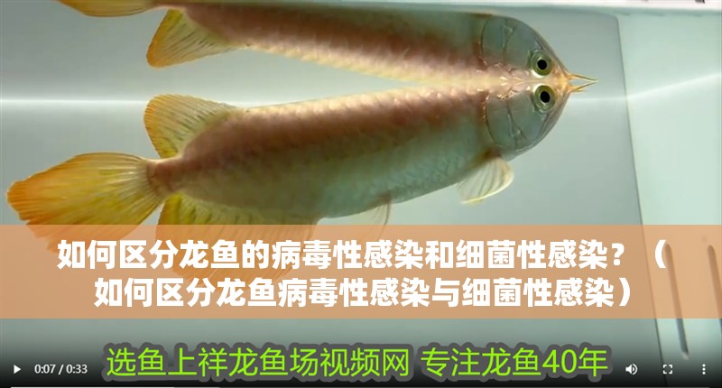 如何區分龍魚的病毒性感染和細菌性感染？（如何區分龍魚病毒性感染與細菌性感染）