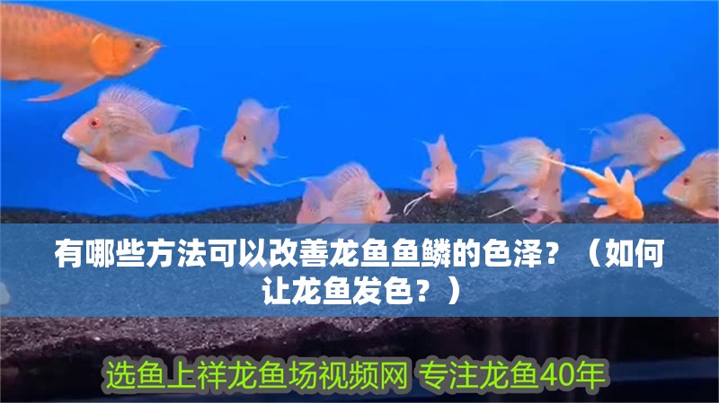有哪些方法可以改善龍魚魚鱗的色澤？（如何讓龍魚發色？）